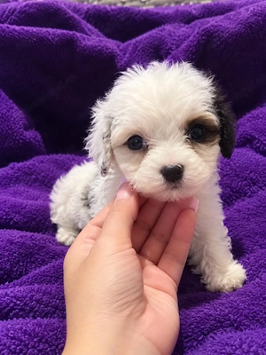 Bichon havanez 400 lei  fetita