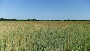 Proprietar vand 2.88 ha teren agricol Hitias (Buzias)