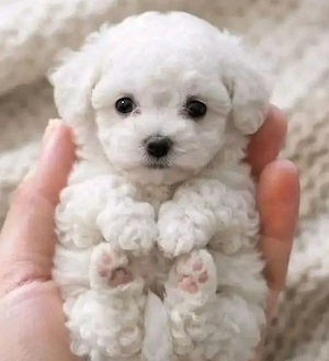 Bichon maltez mini toy