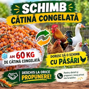 catina congelată 