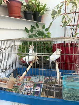 De vînzare canari albi moțați timbrado inelați cu două inele  - imagine 5
