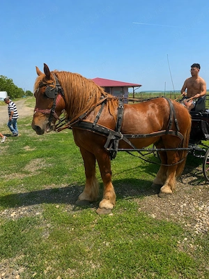 Prințul un armăsar roib