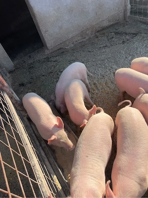 purcei 12 saptamani