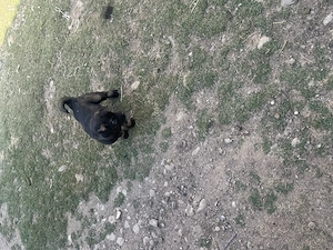 Câine ciobănesc caucazian