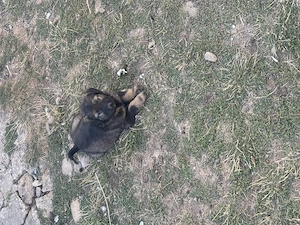Câine ciobănesc caucazian