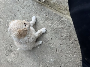 Bichon mini toy 