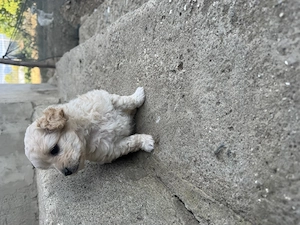 Bichon mini toy  - imagine 2