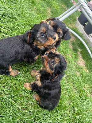    Cățeluși Yorkshire Terrier Toy   disponibili pentru o familie iubitoare - imagine 5