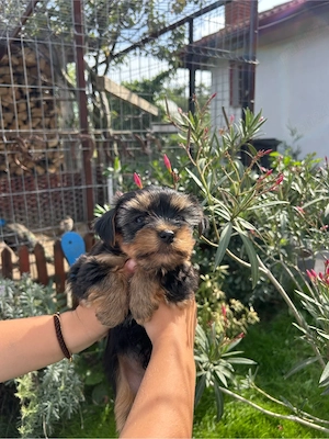    Cățeluși Yorkshire Terrier Toy   disponibili pentru o familie iubitoare - imagine 4