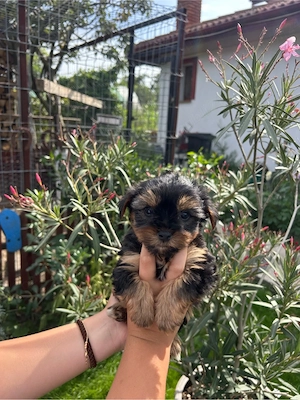    Cățeluși Yorkshire Terrier Toy   disponibili pentru o familie iubitoare - imagine 2