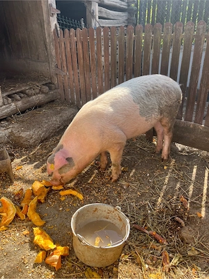 porc de vanzare - imagine 2