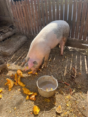 porc de vanzare - imagine 3