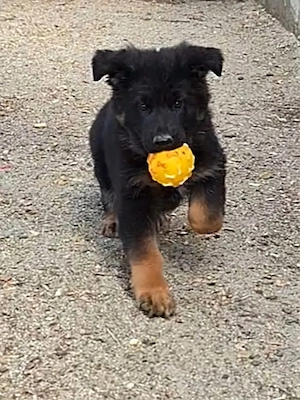 Ciobanesc german cu pedigree,par lung - imagine 5