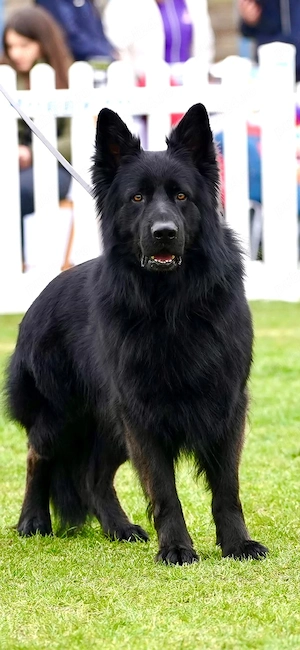Ciobanesc german cu pedigree,par lung - imagine 4