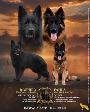 Ciobanesc german cu pedigree,par lung - imagine 3