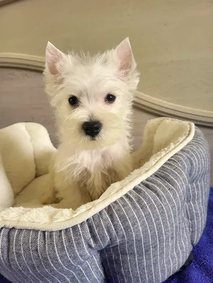 Westie - Canisa Autorizata