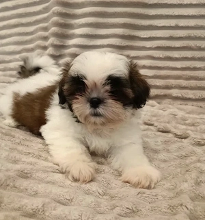Shih Tzu - Canisa Autorizata - imagine 4