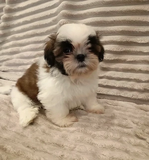 Shih Tzu - Canisa Autorizata - imagine 3