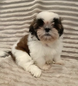 Shih Tzu - Canisa Autorizata