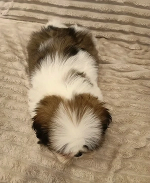 Shih Tzu - Canisa Autorizata - imagine 2