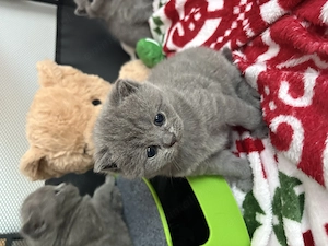 Vând pui British Shorthair  - imagine 3