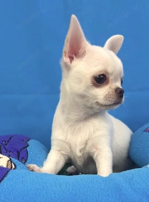 Chihuahua - Canisa Autorizata - imagine 2