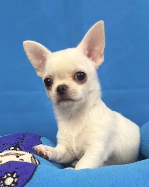 Chihuahua - Canisa Autorizata