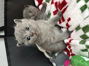 Vând pui British Shorthair  - imagine 2