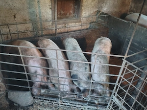 Porci de vânzare Maramureș Bontaieni - imagine 2