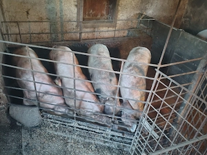 Porci de vânzare Maramureș Bontaieni - imagine 3