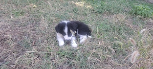 Vind cățeii Border Collie  - imagine 5