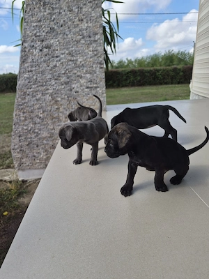 Pui cane corso - imagine 3
