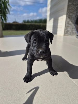 Pui cane corso - imagine 2