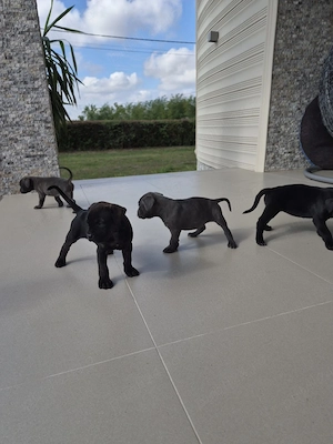 Pui cane corso - imagine 4