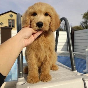 Goldendoodle - Canisa Autorizata