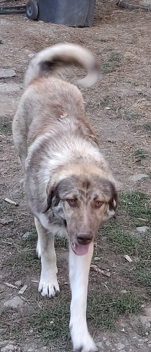 ciobanesc femela