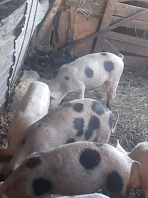 Godani de vânzare 