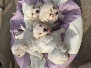 Bichon maltez 