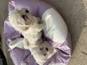 Bichon maltez  - imagine 3