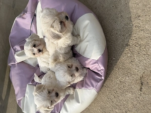 Bichon maltez  - imagine 4