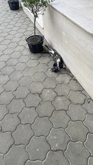 Donez pisica foarte blândă 