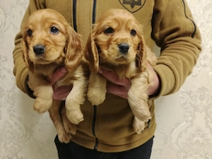 Cocker Spaniel - Canisa Autorizata - imagine 3