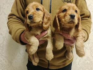 Cocker Spaniel - Canisa Autorizata - imagine 4