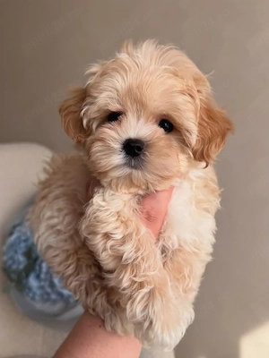 Maltipoo puiuți - imagine 4