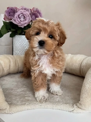Maltipoo puiuți superbi - imagine 4