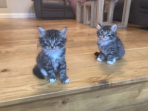 Maine coon puiuți - imagine 2