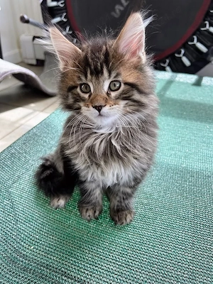 Maine coon pisoiași - imagine 3