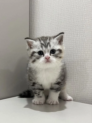 British shorthair