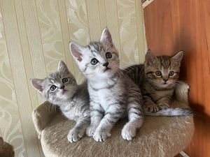 British shorthair puiuți