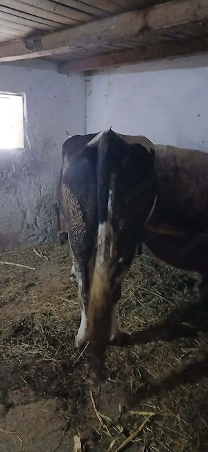 Vând vacă montată in 2 luni cu albastru belgian vaca are 6 ani bună de lapte . - imagine 2